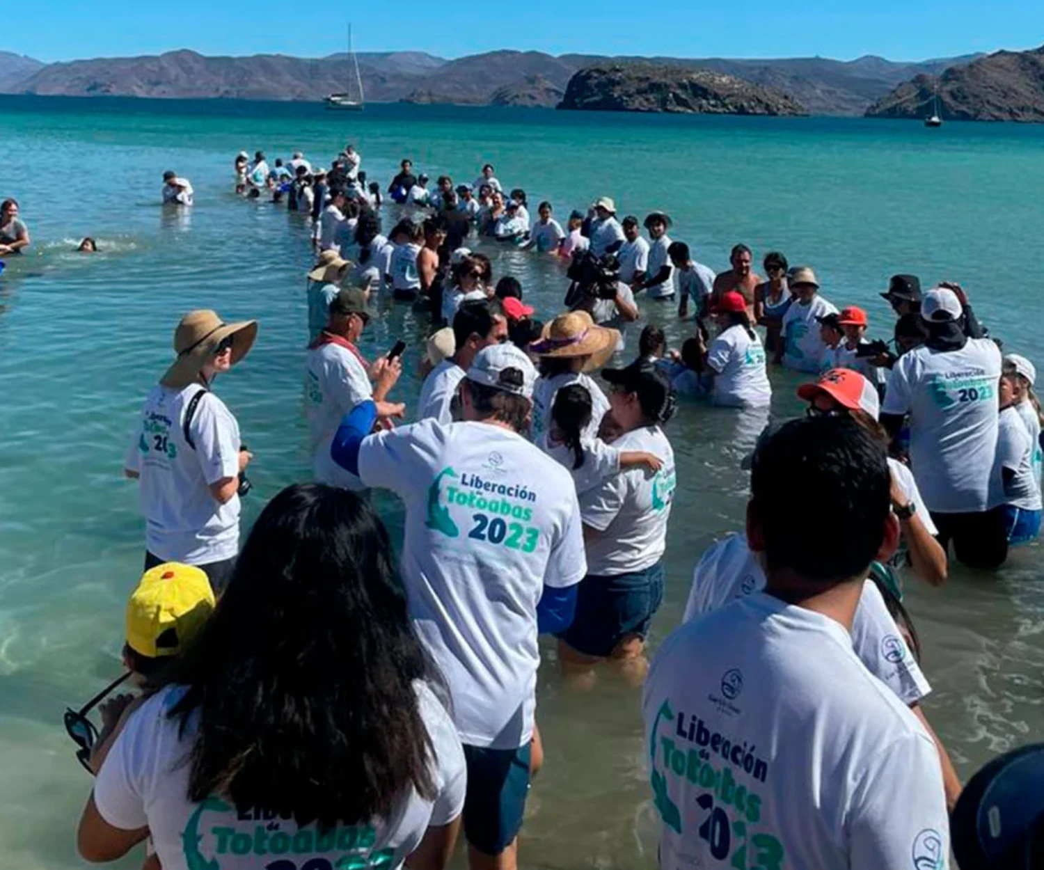 liberacion-de-Totoabas-de-EOF-destacada